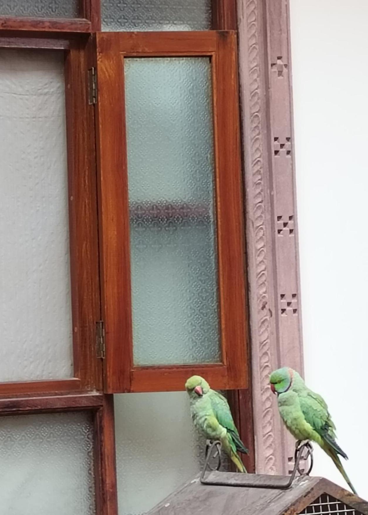 ホテル Rigmor Haveli ジョードプル エクステリア 写真